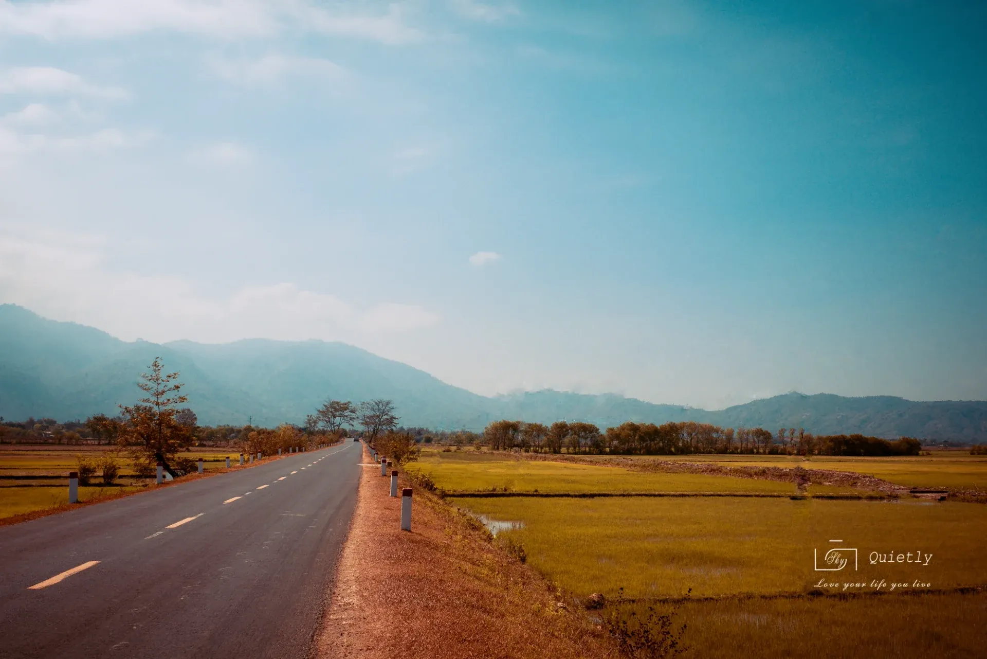 Road through fields